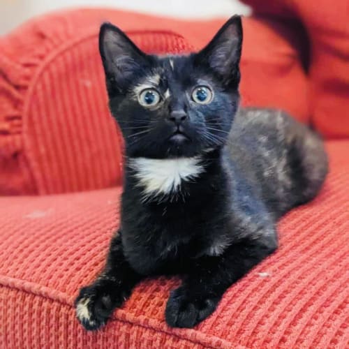 Ginger Foot - Located in Preston