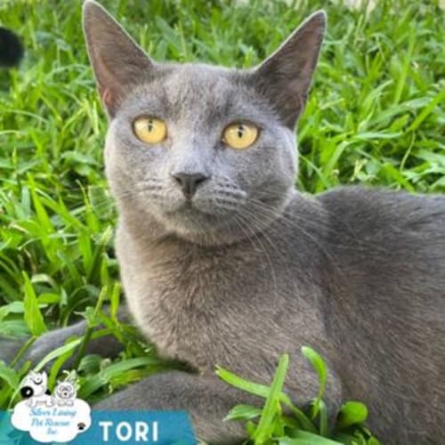 Tori