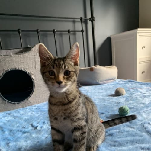 Marbles
