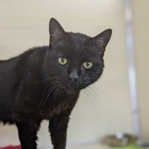 🌜 Midnight F02659 🌛