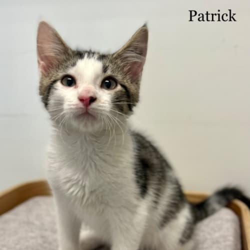 Patrick