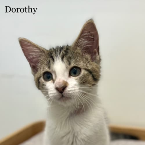 Dorothy