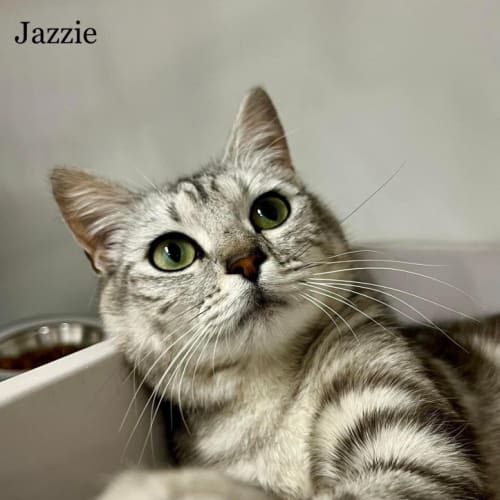 Jazzie