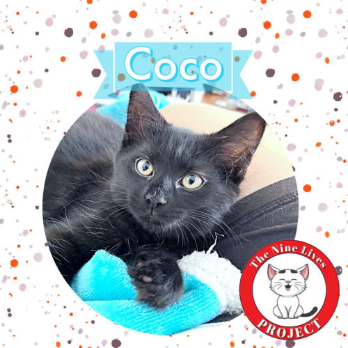Coco *9 Lives Project Rescue