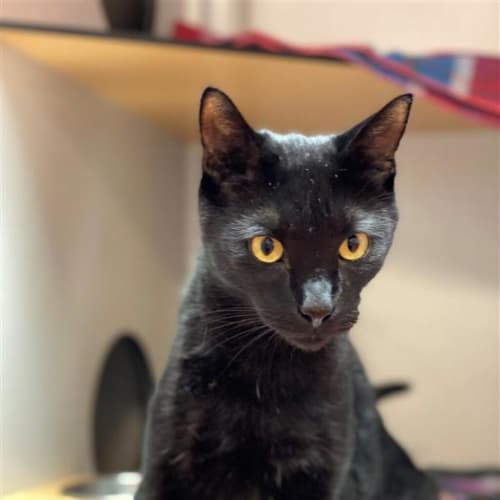 Bruce Wayne (catman)