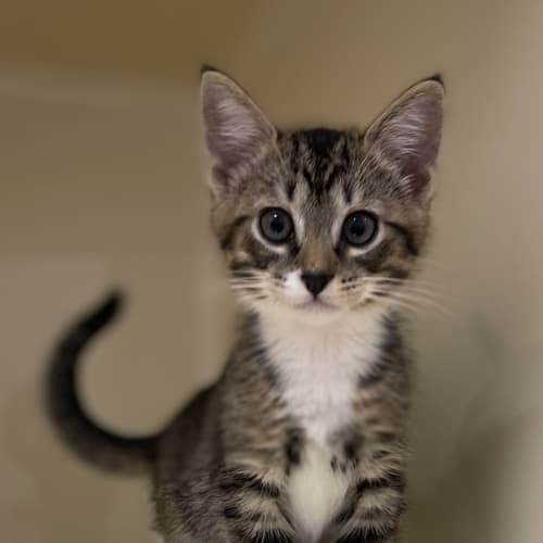 Oliver
