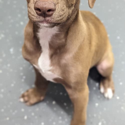 Koa