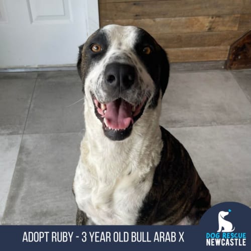 Ruby - 3 Year Old Bull Arab X