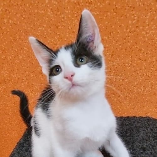 Domino
