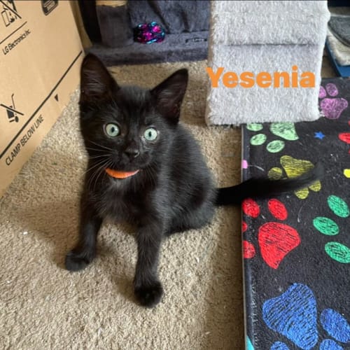 Yesenia