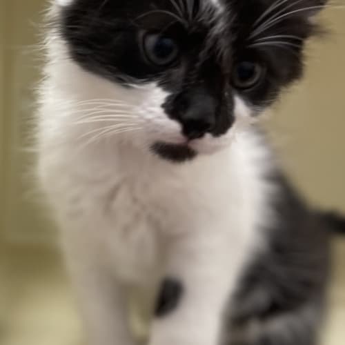 Gus