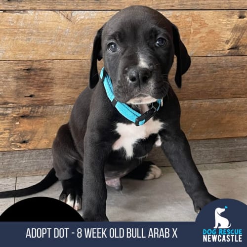 Dot - 8 Week Old Bull Arab X (Hold)