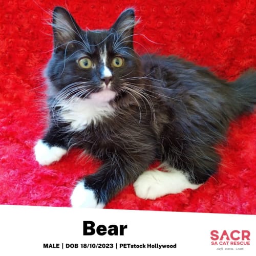Bear