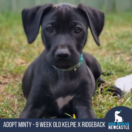 Minty - 9 Week Old Kelpie X Ridgeback (Trial)