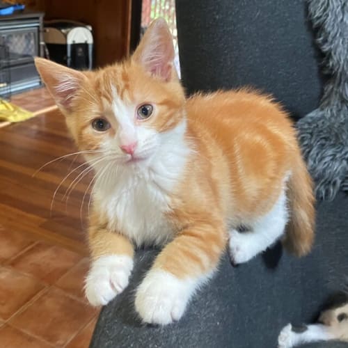 Ginger