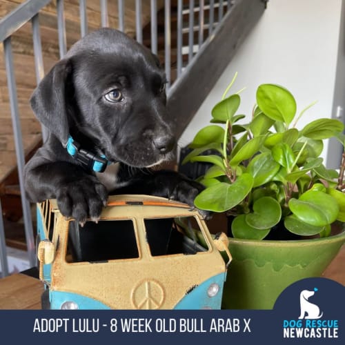 Lulu - 8 Week Old Bull Arab X (Trial)