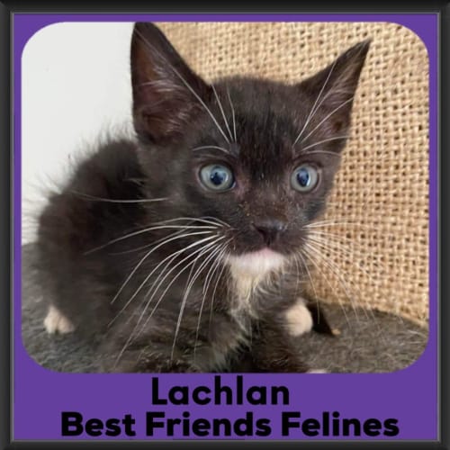 Lachlan