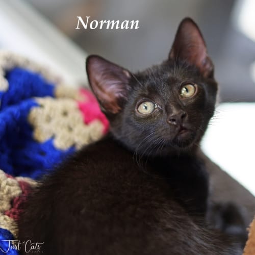 Norman