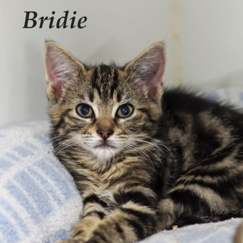 Bridie