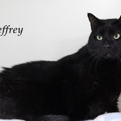 Jeffrey