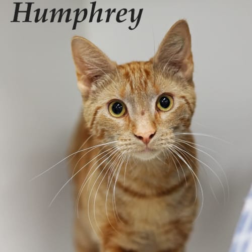 Humphrey