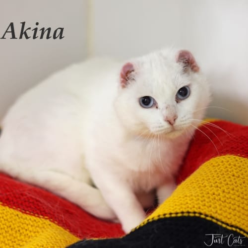 Akina