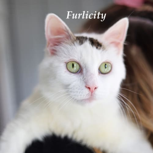Furlicity