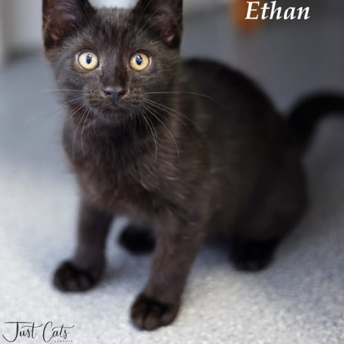 Ethan - Petstock