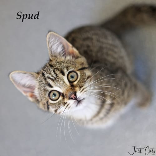 Spud