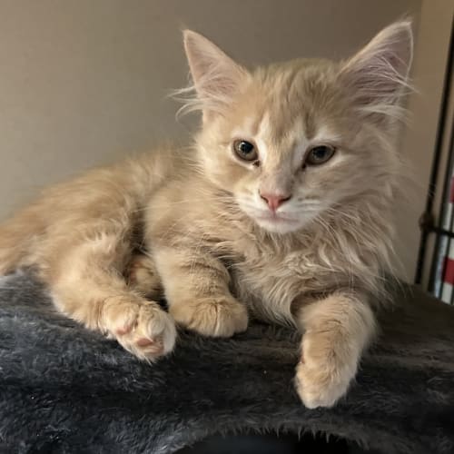 Mufasa