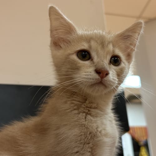 Benny