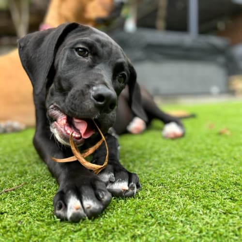 Porter