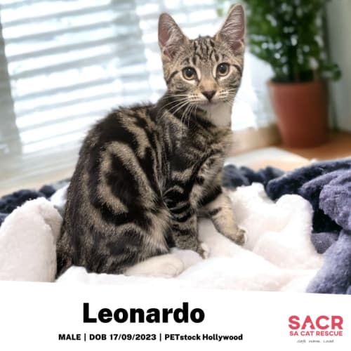 Leonardo