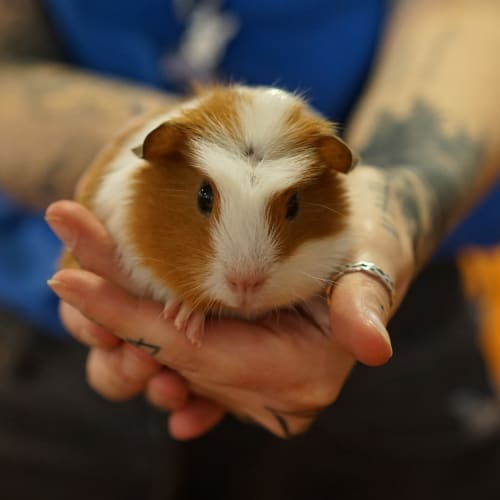 Frank