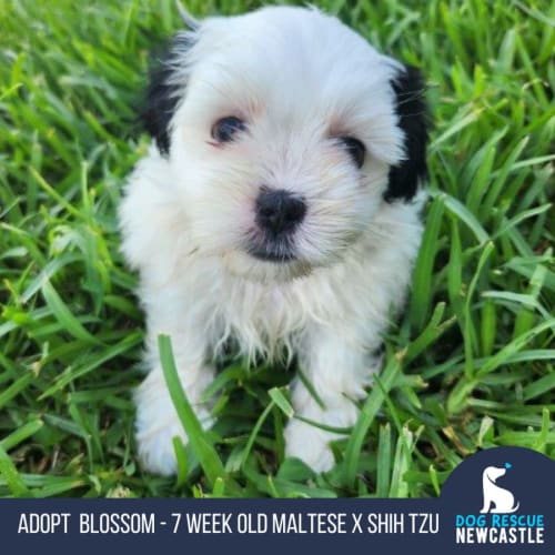 Blossom - 7 Week Old Maltese X Shih Tzu (Hold)