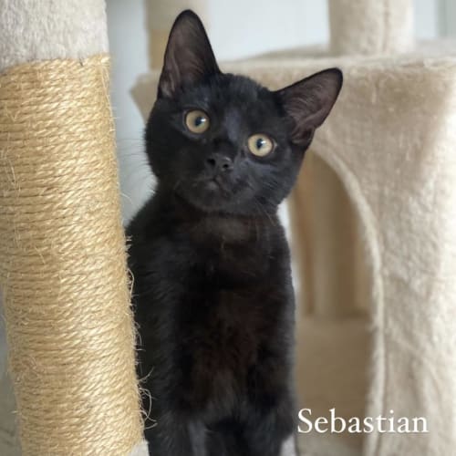 Sebastian