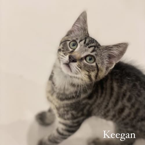 Keegan