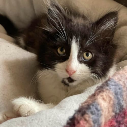 Violet **2nd Chance Cat Rescue**