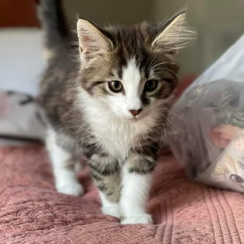 Fit (aka Kit) **2nd Chance Cat Rescue**