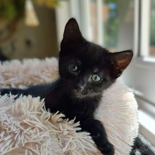 Mo
