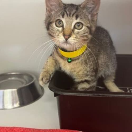 Nala