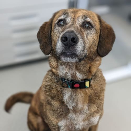 🐶 Archie C04765 🐶