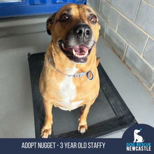 Nugget - 3 Year Old Staffy (Trial)