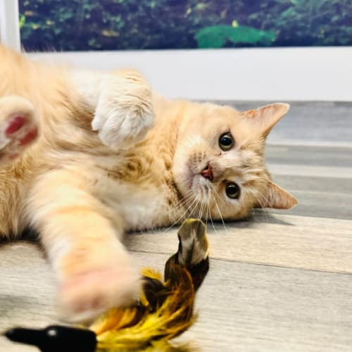 Moe ***Adoption Day This Sat***