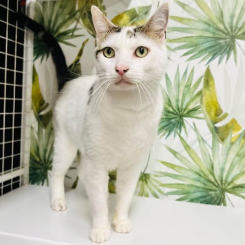 Dasher - Located at Nelly's Ark in Fairfield