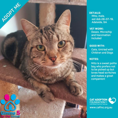 Mito Just $39 Limited Time!