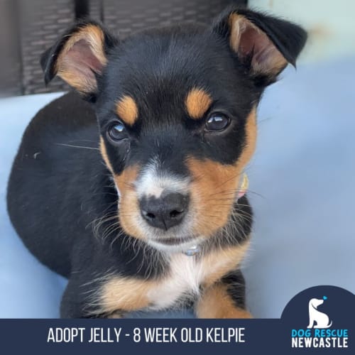 Jelly - 8 Week Old Kelpie (Trial)