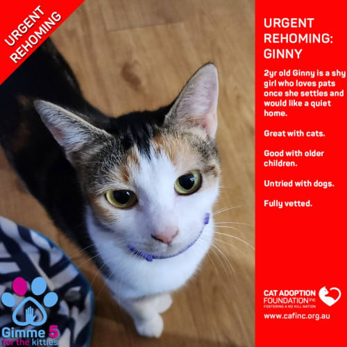 Ginny Private Rehoming No Charge!