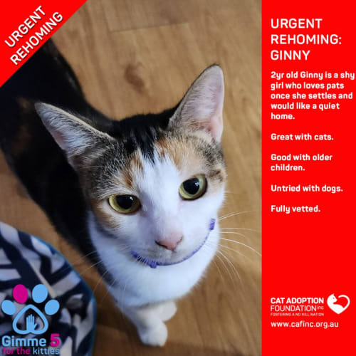 Ginny Private Rehoming No Charge!