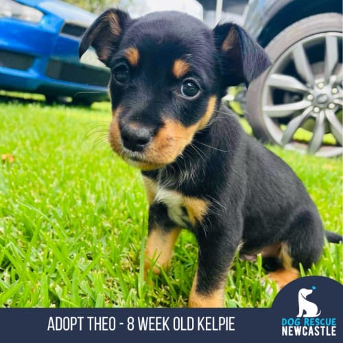 Theo - 8 Week Old Kelpie (Trial)